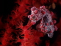  Hippocampus bargibanti  